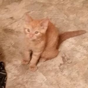 Meet your Posher, Lisa